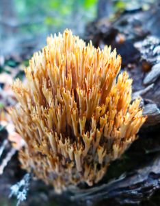 coral mushroom, gabimichigami