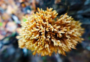 coral mushroom from above, gabimichigami