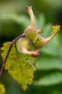 hazel nut/beaked hazel