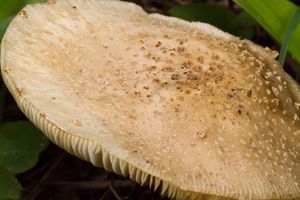 bolete mushroom