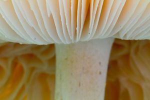 bolete mushroom gills