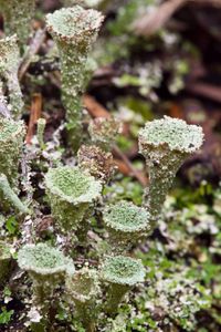 mealy pixie cup lichens (cladonia chlorophaea)