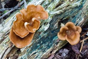 mushrooms on log