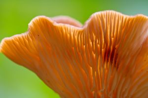 chanterelle mushroom