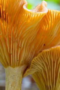 chanterelle mushrooms