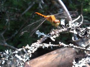 Dragonfly