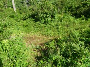 Campsite #278