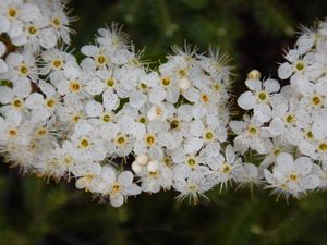 Pin cherry blossoms