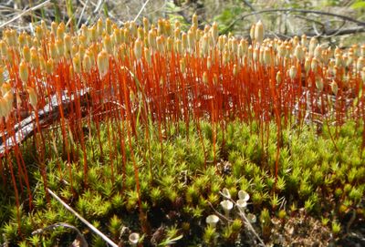 tiny plants