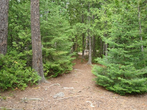 Trail from Tents to Kitchen