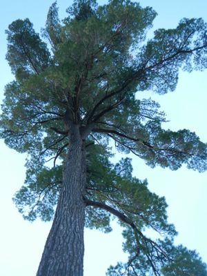 White pine