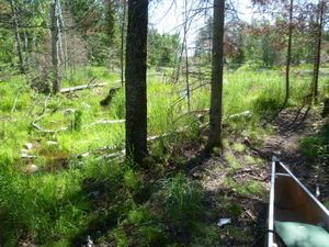 Beaver Pond at Portage