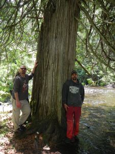 Colossal cedar tree