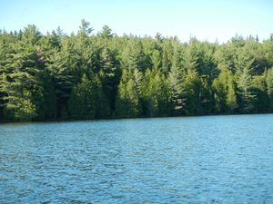 Bench Lake shoreline trees