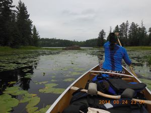 Beaver lodge in the Deux Rivièrs