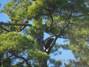 Eagle on Pickerel Lake