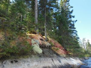 Moss and Lichens on Pickerel