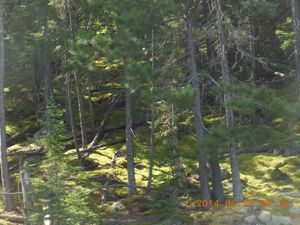 Mossy forest floor along Pickerel