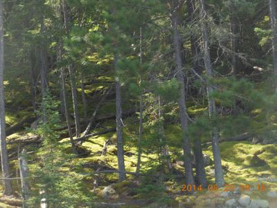 Mossy forest floor along Pickerel