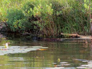 Beaver