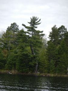 Big Lake tree