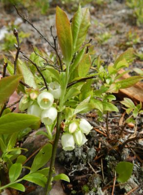 Flowering blueberry plant