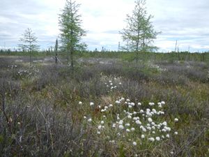 Cotton grass