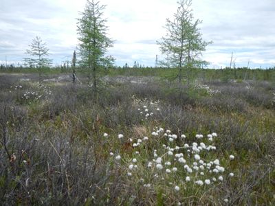 Cotton grass