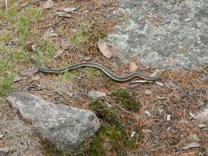 Garter snake