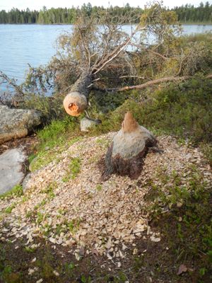 Beavers handiwork