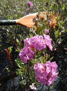 Bog laurel