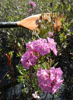 Bog laurel