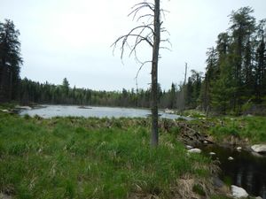 Beaver pond/dam