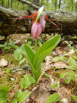 Pink lady slipper