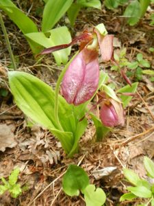 Pink Lady slippers