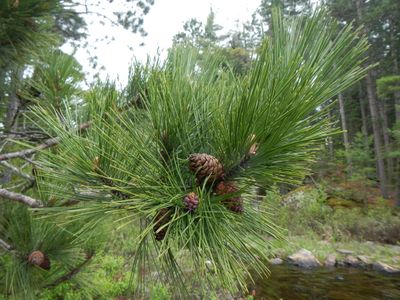 Pine needles