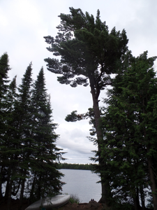Caribou Campsite