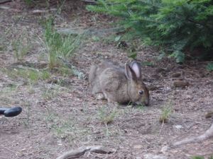 Campsite Resident Snowshoe Hare