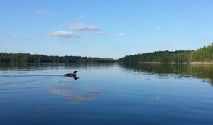 lone on Trout Lake