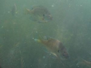 Friendly fellows in Upper Gresham Lake