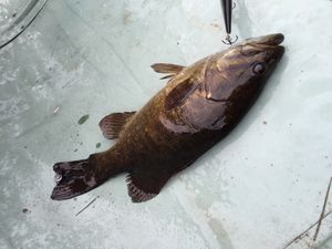 Second Smallie
