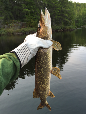 First Pike