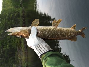 First Pike