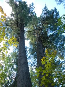 Gun ~ Tesaker portage trees