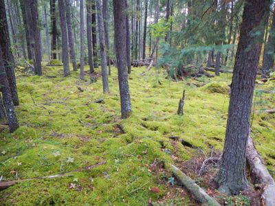 Beartrack ~ Thumb portage