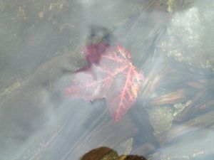 sunken leaf