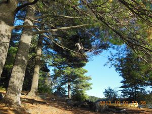 You can't beat a white pine for hanging the food pack.