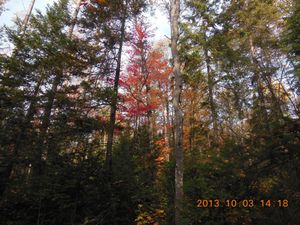 Forest in the morning light