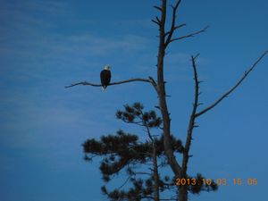 Bald eagle