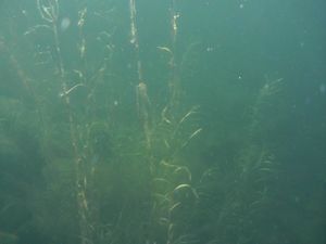 Nifty Plant in Clear Water